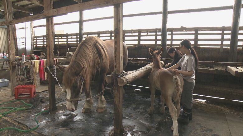 珠久さんの実家では現在も馬8頭を飼育