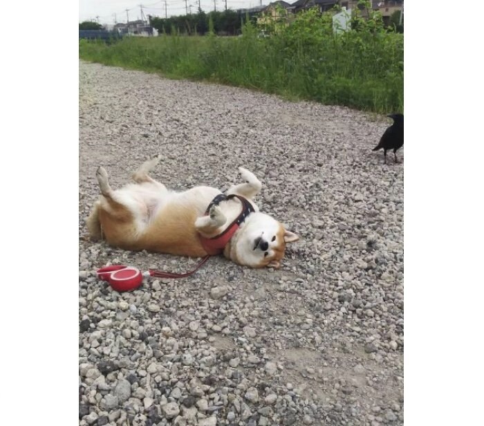 提供：柴犬ななさん