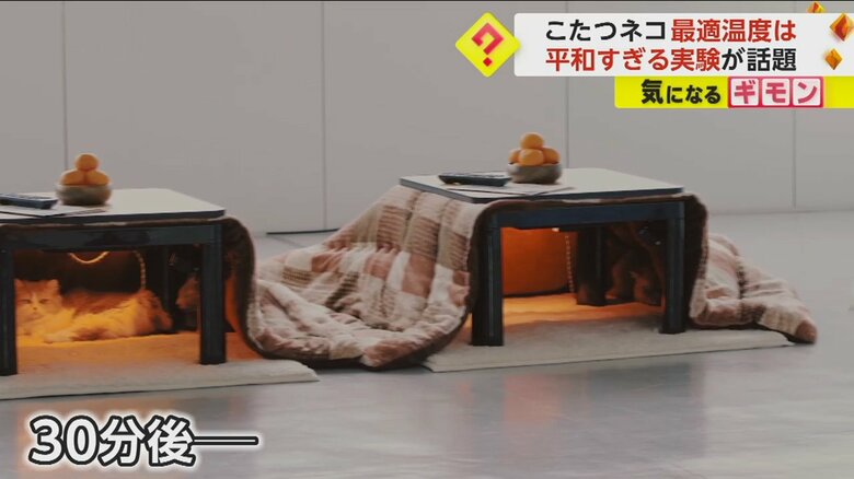 温度の違うこたつが並べられた実験映像