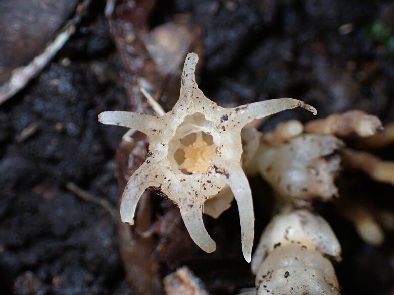 ムジナノショクダイ（提供：神戸大学大学院 末次健司教授）