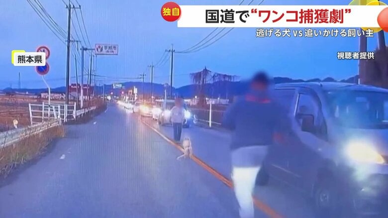 車の間をトコトコと走り回る犬と、追いかける人々（16日午後6時頃、熊本県の国道）