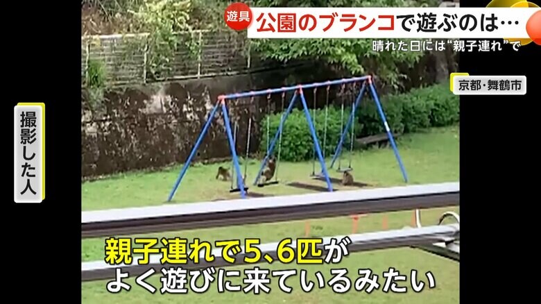 公園に現れたサル（FNN投稿サイト「ビデオPost」）