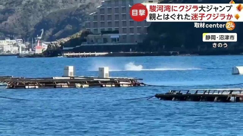 駿河湾に出現したクジラの姿（4）