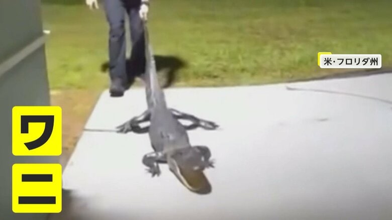 警察官に引きずられていくワニ（Orlando Police Department）