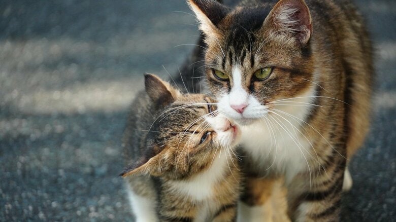 親猫から子猫を引き離すのは避けて（画像はイメージ）