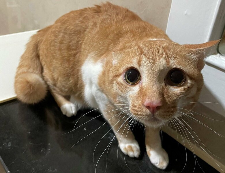 10日間会わなかったときの様子