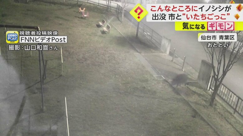 画面右から丸々とした動物が…