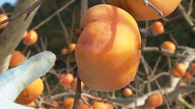 カメムシに果汁を吸われ、充分に成熟しなかったとみられる「花御所柿」