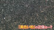 黄砂？空気中の汚れ？ 車に付着する謎の“黄色い粉” SNS投稿相次ぐ 気象台は｢黄砂は確認されず｣ その正体とは… 【福岡発】