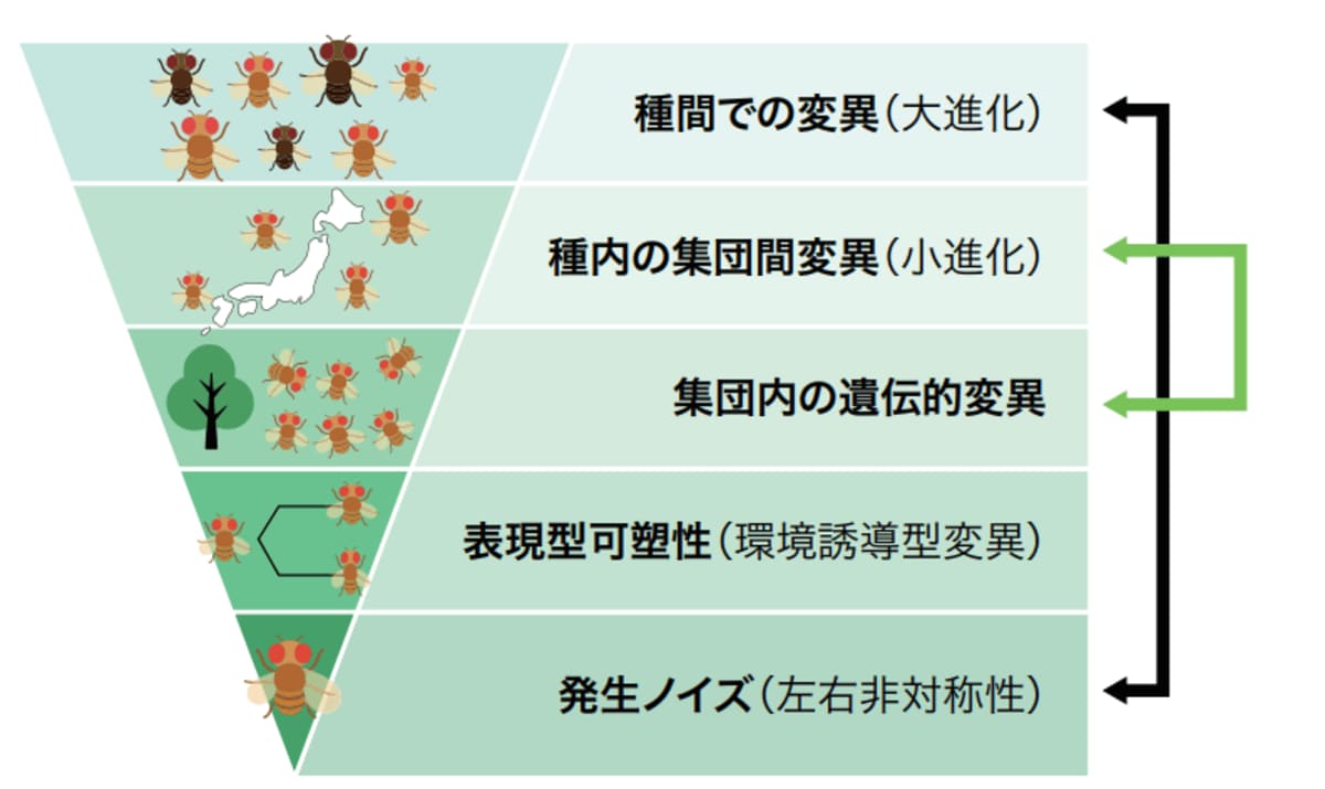 左右性のゆらぎ」が数千万年の進化を語る～小進化と大進化をつなぐ新た