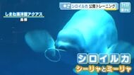 シロイルカ２頭が元気にバブリング　体調回復し公開トレーニング　しまね海洋館アクアス　広島発しまね情報