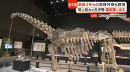 餌を丸のみし巨大化…竜脚類の謎に迫る　全長19メートルシンジャンティタンや“学説を覆す”化石も　福井県立恐竜博物館で特別展が開幕　夏休み期間は時間延長
