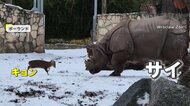 体重100倍のサイに“挑む”キョン　動物園で繰り広げられた縄張り争いは“まさか”の結末　ポーランド