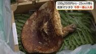 ここ数年で一番の大物も！「若狭マツタケ」の販売始まる　9月の大雨で出だし好調　香り強く京都の料亭で重宝　福井・おおい町
