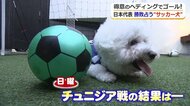 “サッカー犬”おこめちゃん、日本の勝利を予言！？　ふわふわ毛をなびかせヘディングで突き刺すゴール　チュニジア戦の得点を予想