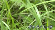 トンボの楽園に姿を見せる県絶滅危惧種に指定されている『グンバイトンボ』 7月頃まで見ごろ