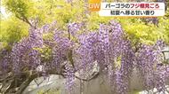 巨大！フジ棚に甘い香り　新居浜市のゆらぎの森　フジの花が見ごろに【愛媛】