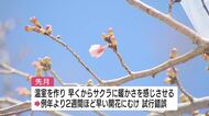 一足早くソメイヨシノが開花　広島市植物公園「開花促成」に挑戦　20日から「さくらまつり」
