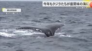 大きな体で悠々と…座間味島に今年もクジラが帰ってきた　初確認から40年を記念したイベントも