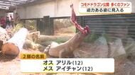 ついに！コモドドラゴンが一般公開　iZooには朝から多くのファンが駆け付ける　来年9月頃の産卵を目指したい考え