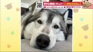 背中に「羽」… まるで