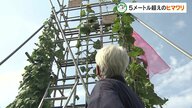 高松市の畑に育つ5メートル超えのヒマワリ　82歳の男性が「ギネス世界記録」目指し愛情注ぐ