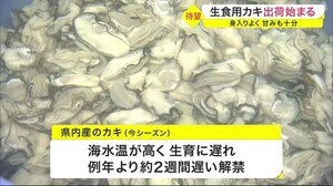宮城の名産 生食用カキ出荷始まる 例年より2週間遅く カキ初入札は今後の需要に期待〈宮城〉