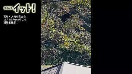 【映像あり】民家の柿の木にクマが登り実をむしゃむしゃ…宮城県内で連続目撃　警察が注意喚起