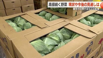 続く野菜の高値　生産者、販売者、消費者それぞれの苦労と工夫が続く【鹿児島発】