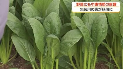 中東情勢が富山の小松菜生産者を直撃　出荷に使う包装資材が品薄に