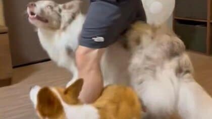 「結構すごいのでは…？」飼い主の股の下を同時にくぐる2匹の犬が賢い！どのくらいで覚えたのか聞いた