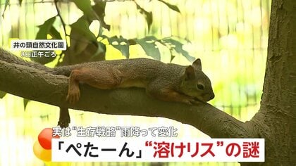 「かわいい！」木の上や地面にぺた～んと腹ばい…“溶けリス”　「暑さで溶けた」と話題　実は体温を下げるための生存戦略　