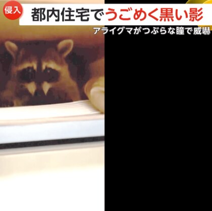 「なんでここに？」家の中でアライグマに“遭遇”　つぶらな瞳で威嚇「触りたかったけど…」　東京・葛飾区