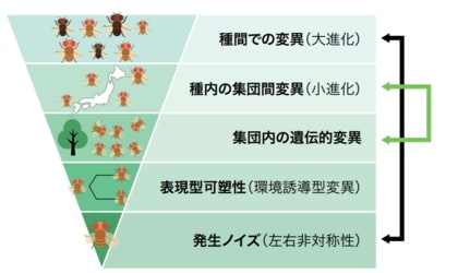 「左右性のゆらぎ」が数千万年の進化を語る~小進化と大進化をつなぐ新たな理論~
