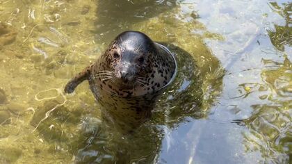 【 “川の水”無断で使用か】アザラシやビーバー飼育のため池に水を引き込む〈近くの「滝の沢川」から取水〉市の許可なく条例違反の疑いも…無許可開発で捜査続くノースサファリサッポロ_北海道札幌市