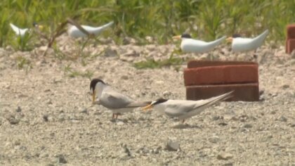 「コアジサシ」のひな10羽が巣立ちへ　絶滅危惧種の渡り鳥…天敵に襲われるも野鳥の会が見守り【佐賀発】