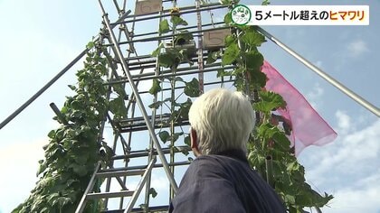 高松市の畑に育つ5メートル超えのヒマワリ　82歳の男性が「ギネス世界記録」目指し愛情注ぐ