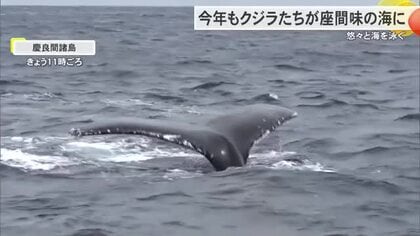 大きな体で悠々と…座間味島に今年もクジラが帰ってきた　初確認から40年を記念したイベントも