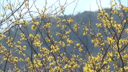 故・牧野富太郎博士が大正時代に新見市で発見した植物「アテツマンサク」…新見市の植物園で見頃【岡山】