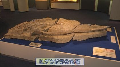 値下げ　化石（本物） 採集体験では学芸員も「ちょっとビックリ」…全国でも珍しい『化石の
