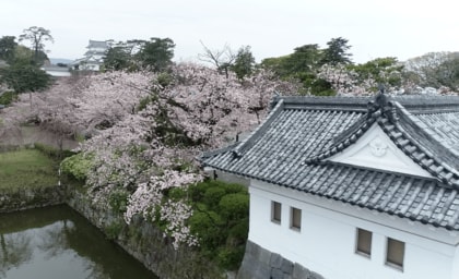 市民の支えで復興遂げた「小田原のシンボル」…強く美しく小田原城の桜
