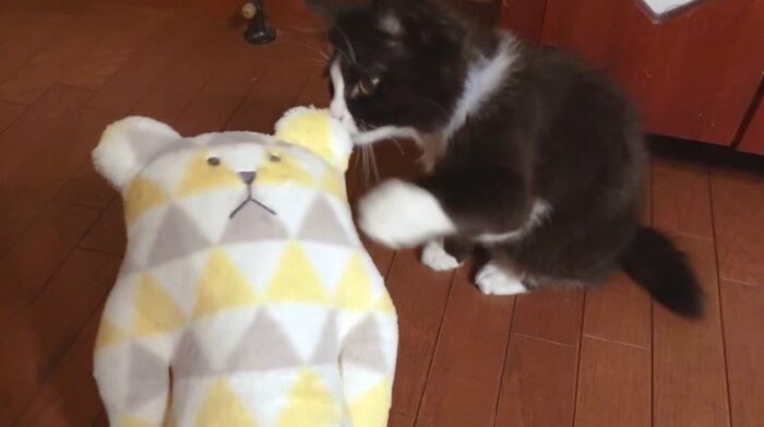 提供:もちぞう ですが。さん