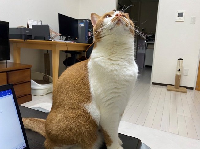 こちらはねこたくん。こてつくんと似ているところもあるそう