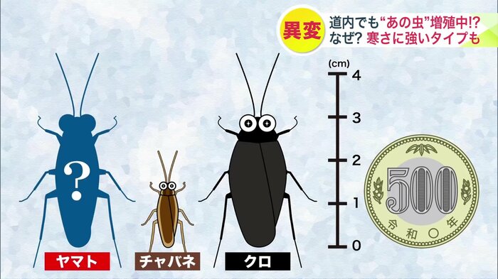 北海道に生息しているゴキブリは3種類