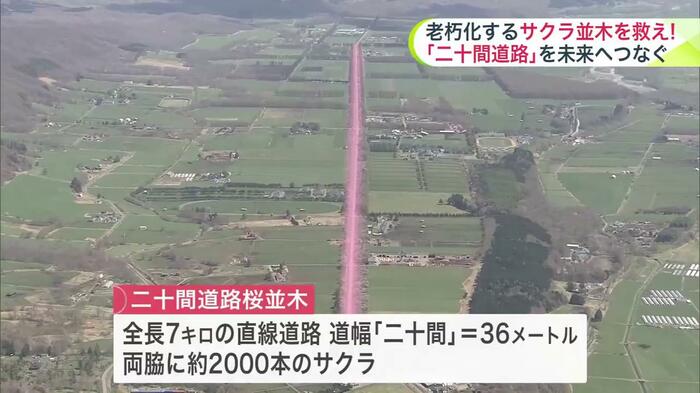 「二十間道路桜並木」の全長は7キロ