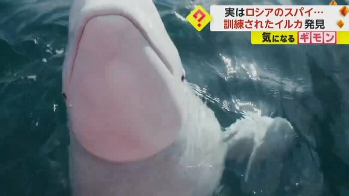 頭をなでて欲しそうな仕草をみせるシロイルカ