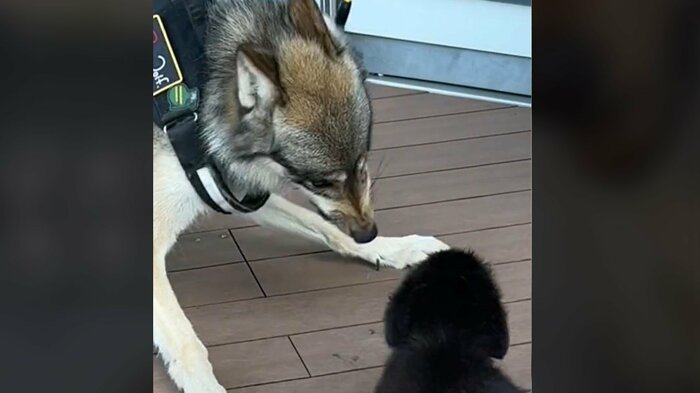 オオカミの血を引くこともあり、迫力満点