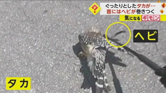 タカのすぐそばにヘビの頭が見える(Alachua County Sheriff)