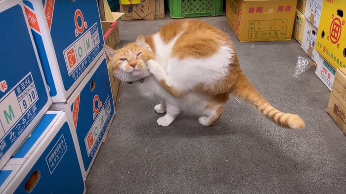 ネズミ対策として期待されたが…