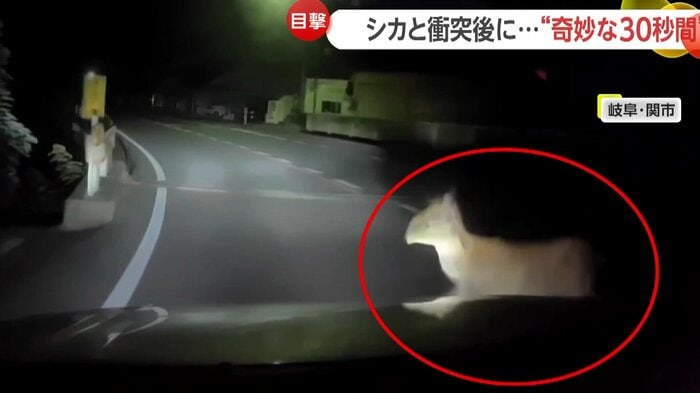 飛び出してきたシカ（視聴者提供）